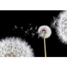 Fotobehang met paardenbloemen, ideaal voor een natuur geïnspireerde ruimte.