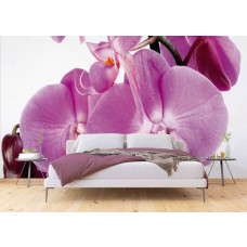 Een fotobehang van een paarse orchidee in bloei met violetkleurige bloemen in een slaapkamer.