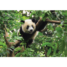 Reuzenpanda in een boom, vrolijk fotobehang met een speelse en schattige uitstraling voor kinderkamers.