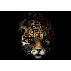 Panter, cheetah en tijger, natuurfotobehang met Afrikaanse dieren in actie, ideaal voor natuurliefhebbers.