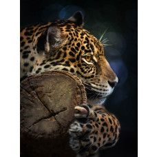 Fotobehang van een panter in het woud, met een luipaard, tijger en jaguar in een natuurlijke omgeving.