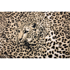 Panterprint fotobehang met dierenmotief van een luipaard.