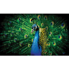 Fotobehang van een pauw met groene veren, met een focus op de elegante vogel.