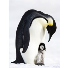 Fotobehang van pinguïns in hun natuurlijke habitat, met een speelse en koude uitstraling.