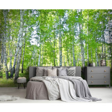 Een fotobehang van de pracht van het berkenbos in vliesbehangstijl voor een slaapkamer.