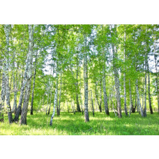Fotobehang van het prachtige berkenbos, met bomen en natuur in een serene omgeving.