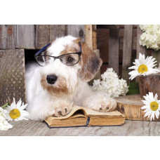 Fotobehang met een professorhond uit de dolle beestenboel collectie, geschikt voor kantoor of kinderkamer.