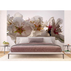 Een fotobehang van pruimenbloesems bloemen in een slaapkamer.