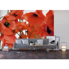 Een fotobehang van rode klaprozen bloemen in een woonkamer with vliesbehang.