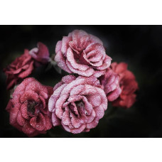 Romantisch fotobehang met bloemen, rozen en pioenrozen, gedetailleerd en sfeervol.