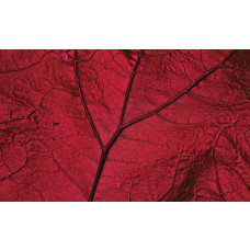 Rood blad fotobehang, natuur en warme tinten gecombineerd.