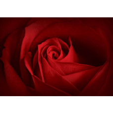 Roze bloemen in een abstract ontwerp, weergegeven op een artistiek fotobehang voor een warme sfeer.
