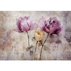 Rozen afgebeeld op een betonnen muur, een gedetailleerd fotobehang met een kunstzinnige bloemenpracht.
