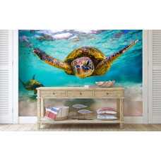 Fotobehang schildpad in de oceaan in de hal met levendige schildpadden en een helderblauwe oceaan.
