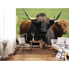 Een fotobehang van een Schotse hooglander in natuurlijke omgeving te zien in de woonkamer.