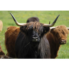 Fotobehang van een Schotse hooglander, dier in natuurlijke omgeving.