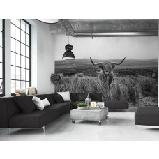 Een zwart-wit fotobehang met een Schotse hooglander in een natuurgebied, ideaal voor een huiskamer.