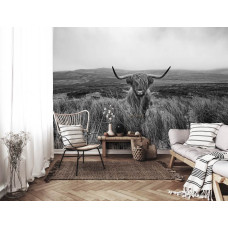 Een zwart-wit fotobehang met een Schotse hooglander in een uitgestrekt natuurgebied bij de Wiede, perfect voor een woonkamer.