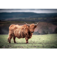 Fotobehang van een Schotse hooglander die in de zon staat, met een warme natuurlijke uitstraling van het landschap.