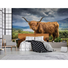 Een fotobehang met een Schotse hooglander in een serene bergomgeving, ideaal voor een slaapkamer.