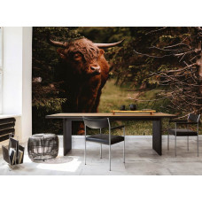 Een fotobehang met een Schotse hooglander in een bos, geschikt voor een woonkamer.
