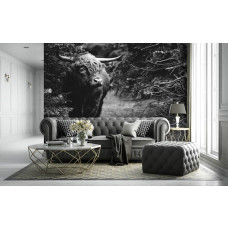 Een zwart-wit fotobehang met een Schotse hooglander in een bosrijke omgeving, ideaal voor een huiskamer.