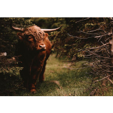 Een Schotse hooglander in het bos op dit fotobehang, met een rustige en natuurlijke bosomgeving als achtergrond.