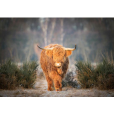Schotse hooglander op de heide vastgelegd op dit fotobehang, met een prachtige weergave van natuurlijke schoonheid in de natuur.