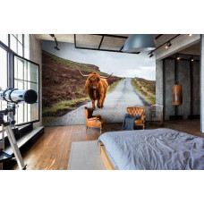 Een fotobehang met een Schotse hooglander op een weg in een rustige omgeving, ideaal voor een slaapkamer.