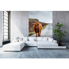 Een smal fotobehang met een Schotse hooglander op een landelijke weg, ideaal voor een woonkamer.