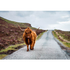 Dit fotobehang toont een Schotse hooglander die over een landelijke weg loopt, met een idyllische natuuromgeving.