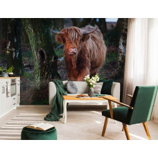 Schotse hooglander tussen de bomen in het bos, natuur fotobehang voor de woonkamer.
