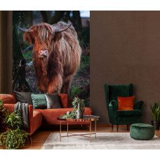 Schotse hooglander tussen de bomen in het bos, natuur fotobehang voor de huiskamer.