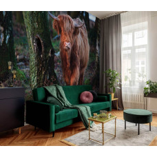Schotse hooglander tussen de bomen in het bos, natuur fotobehang voor de slaapkamer en huiskamer.