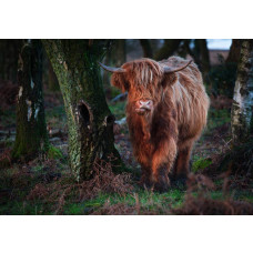 Fotobehang van een Schotse hooglander die tussen de bomen door wandelt, met een rustieke bosomgeving.