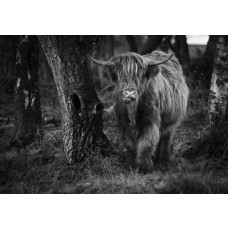 Zwart-wit fotobehang van een Schotse hooglander die tussen de bomen door loopt, met een donkere en mysterieuze sfeer.