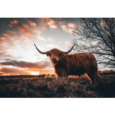 Een fotobehang met een Schotse hooglander op een uitgestrekt landschap met een ondergaande zon.