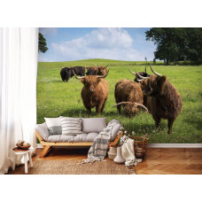 Een fotobehang van Schotse hooglanders in de natuur te zien in de woonkamer.