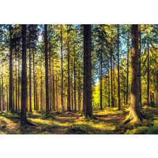 Fotobehang met een sfeervol dennenbos waar warm zonlicht tussen de hoge bomen schijnt.