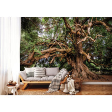Een fotobehang van een sprookjesachtige boom met een olijfboom voor de woonkamer.