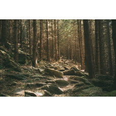 Fotobehang van stenen verspreid over een dicht bos, met groen bladerdek dat de natuur tot leven brengt.
