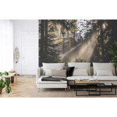 Een fotobehang met een bos vol licht en schaduw, geschikt voor een huiskamer.