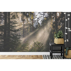 Een fotobehang met een stralend boslandschap vol bomen en zonlicht, perfect voor een woonkamer en slaapkamer.