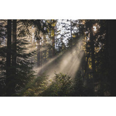 Fotobehang van een stralend boslandschap, waar de zon door de bomen schijnt en de natuur in volle bloei staat.