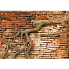 Fotobehang van verweerde boomwortels tegen een bakstenen muur, met een natuurlijk en industrieel design.