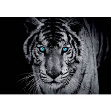 Tijger met blauwe ogen, zwart-wit weergegeven op een indrukwekkend fotobehang.