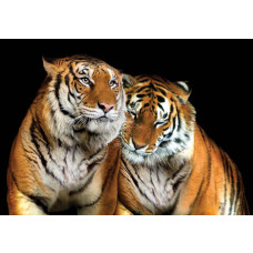 Tijgers, natuurfotobehang met wilde dieren, ideaal voor een avontuurlijke ruimte.