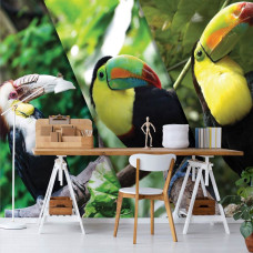 Een fotobehang van kleurrijke toekans vogels in een kantoor.