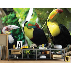 Een fotobehang van toekans vogels in vliesbehangstijl voor een woonkamer.