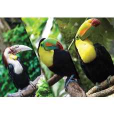 Fotobehang van verschillende toekans, met een focus op de kleurrijke en exotische vogels.